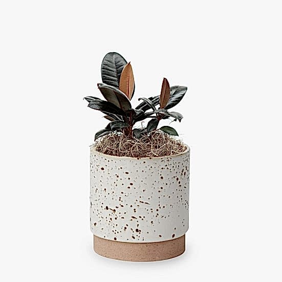 Rubber Tree Plant - Piccolo Plants