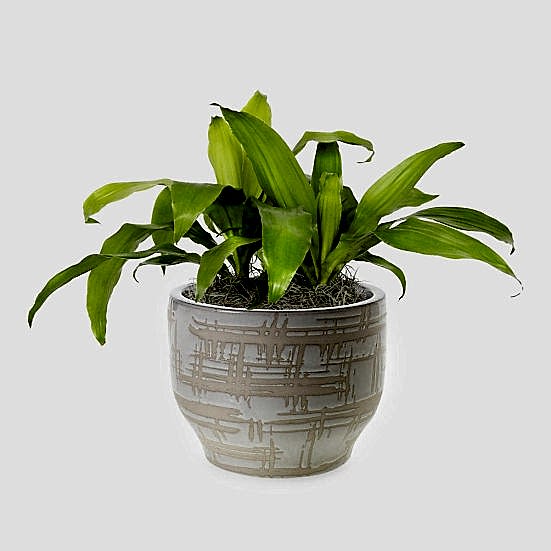 Dracaena Limelight - Medio Plants