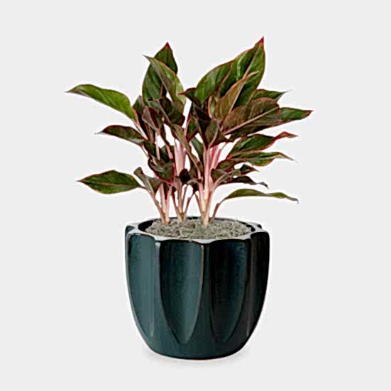 Aglaonema Siam - Medio Plants