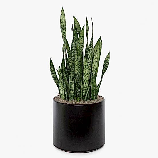 Snake Plant Black Coral - X-Grande Large Indoor Plants 