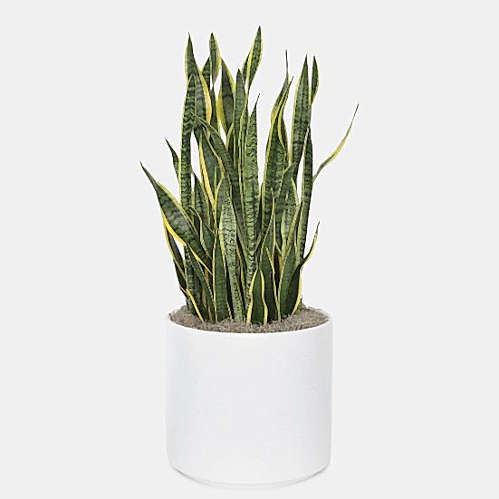 Snake Plant Laurentii - X-Grande Large Indoor Plants 