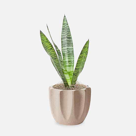 Snake Plant Black Coral - Piccolo Plants