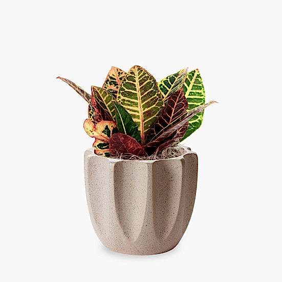 Croton Petra - Piccolo Plants