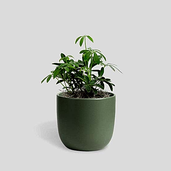 Schefflera Arboricola - Piccolo Plants