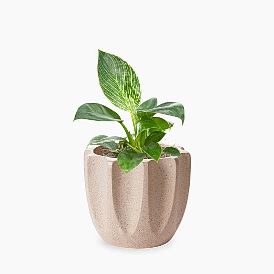 Philodendron Birkin - Piccolo Plants
