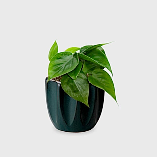 Philodendron Green - Piccolo Plants