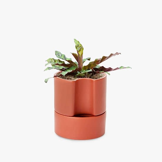 Calathea Rattlesnake - Piccolo Pet Friendly Plants