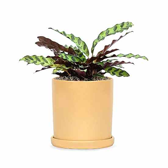 Calathea Rattlesnake - Medio Plants