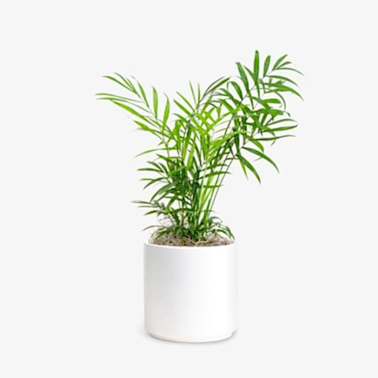 Neanthe Bella Palm - Piccolo Pet Friendly Plants