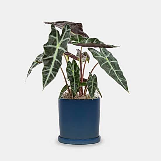 Alocasia Polly - Piccolo Plants