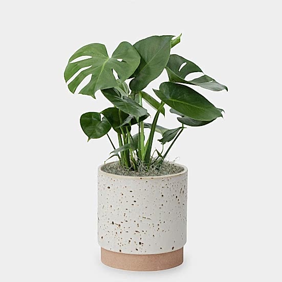 Monstera Deliciosa - Medio Plants