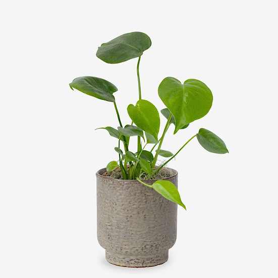 Monstera Deliciosa - Piccolo Plants