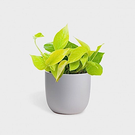 Neon Pothos - Piccolo Plants