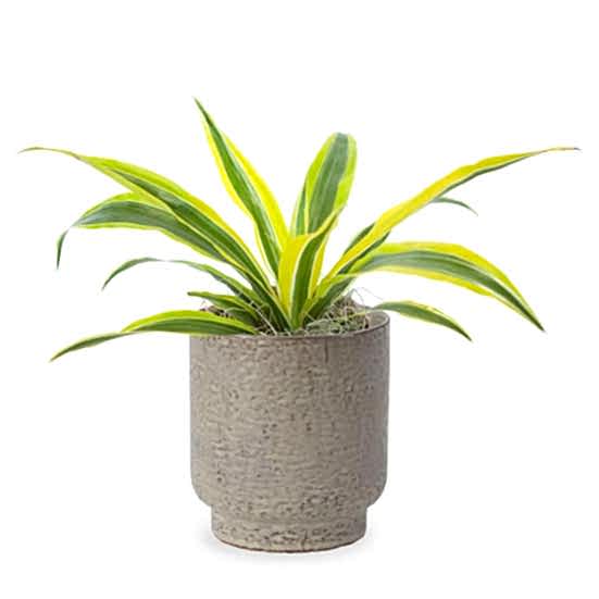 Dracaena Warneckii Lemon Lime - Piccolo Plants