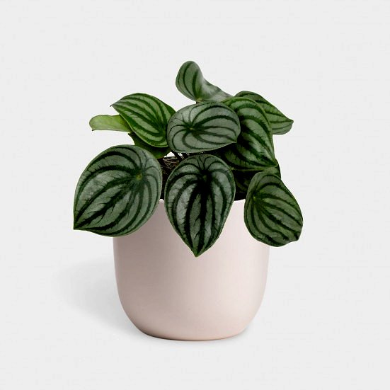 Watermelon Peperomia - Piccolo Pet Friendly Plants