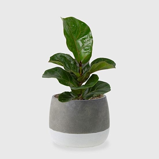 Ficus Lyrata Bambino - Medio Plants