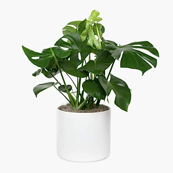Monstera Deliciosa - Grande Large Indoor Plants 