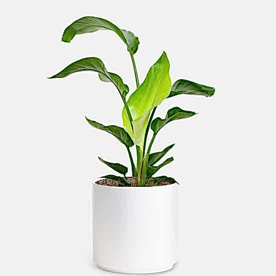 Bird of Paradise - Grande Large Indoor Plants 