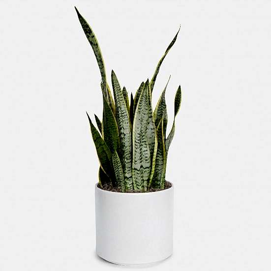 Snake Plant Laurentii - Grande Large Indoor Plants 
