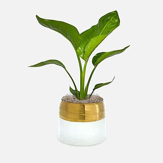 Bird of Paradise - Medio Plants