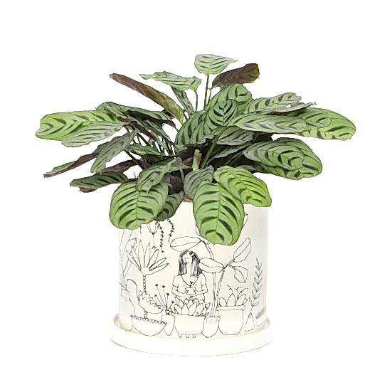 Calathea Fishbone - Medio Plants