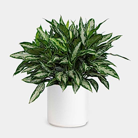 Aglaonema Jubilee - X-Grande Plants