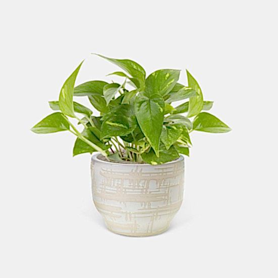 Golden Pothos - Piccolo Plants