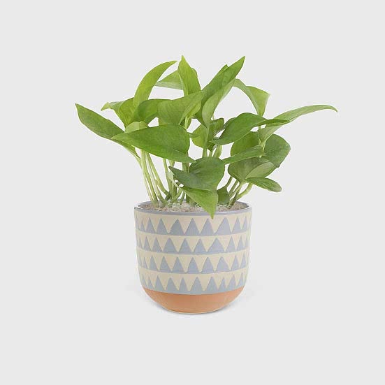 Jade Pothos - Piccolo Plants