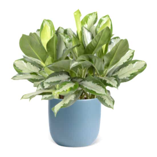 Aglaonema Silver Bay - Grande Plants
