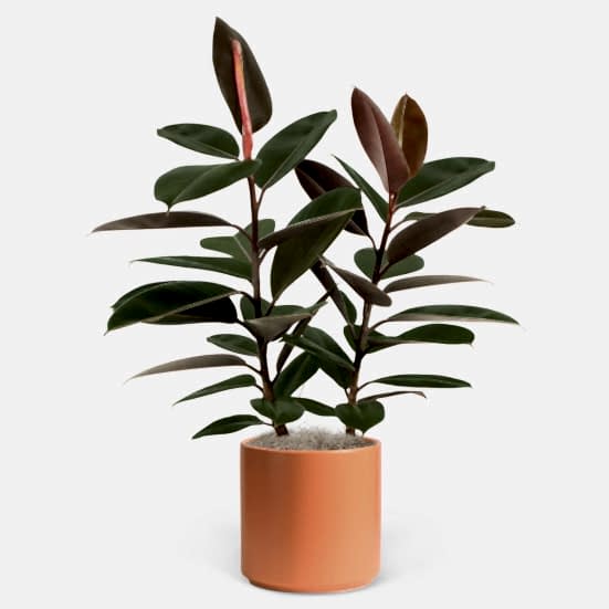 Ficus Burgundy - Grande Plants