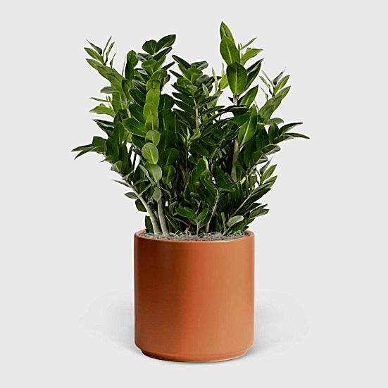 ZZ Plant - Grande Plants