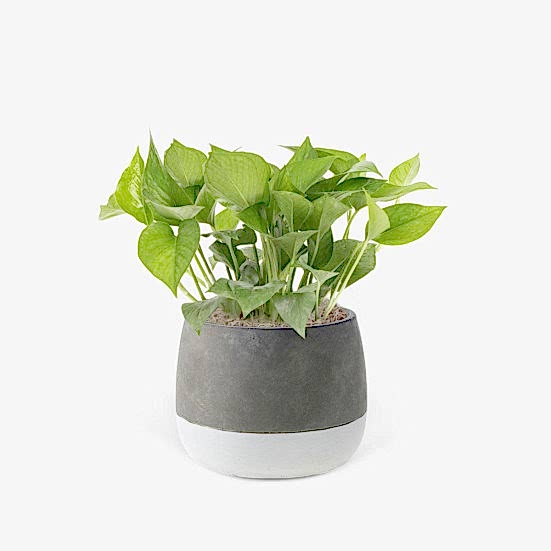 Jade Pothos - Medio Plants