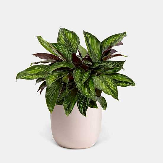Calathea Beauty Star - Medio Plants