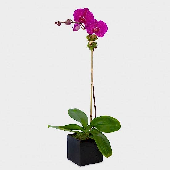 1-Stem Purple Phalaenopsis in Ceramic Pet Friendly Plants