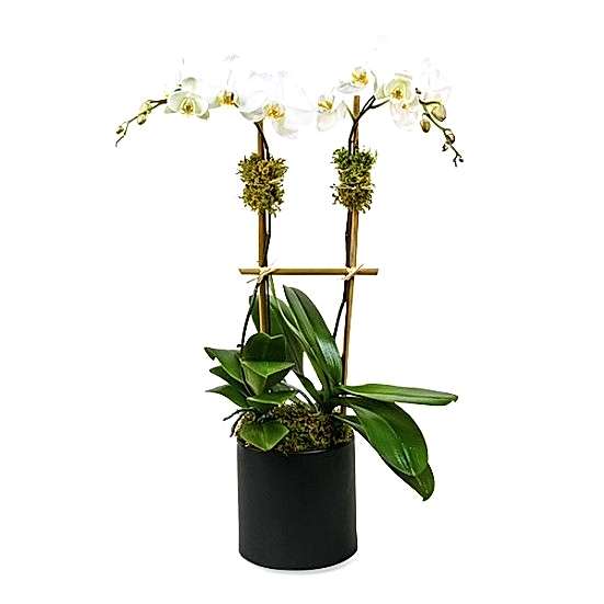 Classic 2-Stem Phalaenopsis in Ceramic Housewarming