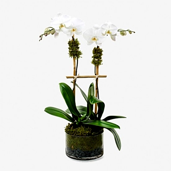 Classic 2-Stem Phalaenopsis in Glass Business Gifting