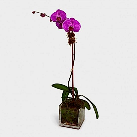 1-Stem Purple Phalaenopsis in Glass Pet Friendly Plants