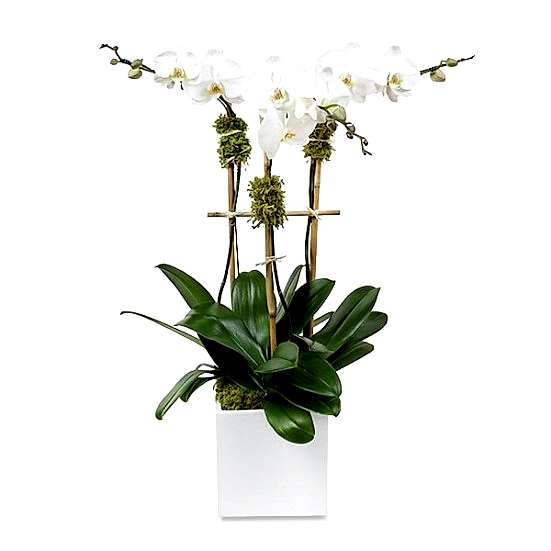 Classic 3-Stem Phalaenopsis in Ceramic Housewarming
