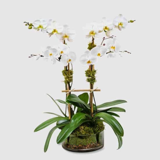 4-Stem Phalaenopsis in Glass Thank You