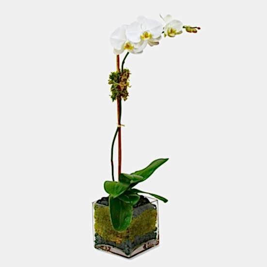 Classic 1-Stem Phalaenopsis in Glass Housewarming