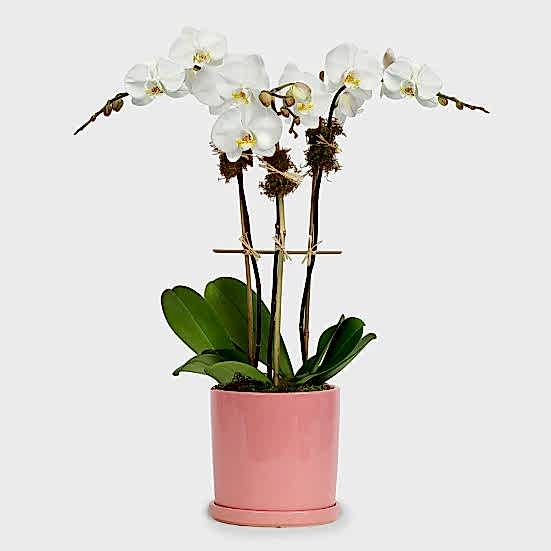 White Orchid Plant - Triple Plants