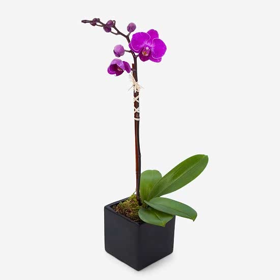 Mini Purple Phalaenopsis in Cube Plants