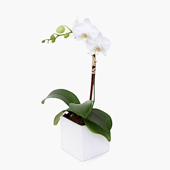 Mini White Phalaenopsis in Cube Orchid Plants