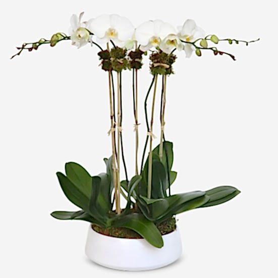 5-Stem White Phalaenopsis I'm Sorry