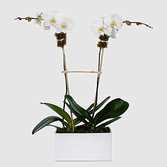 Simply White Orchids Housewarming