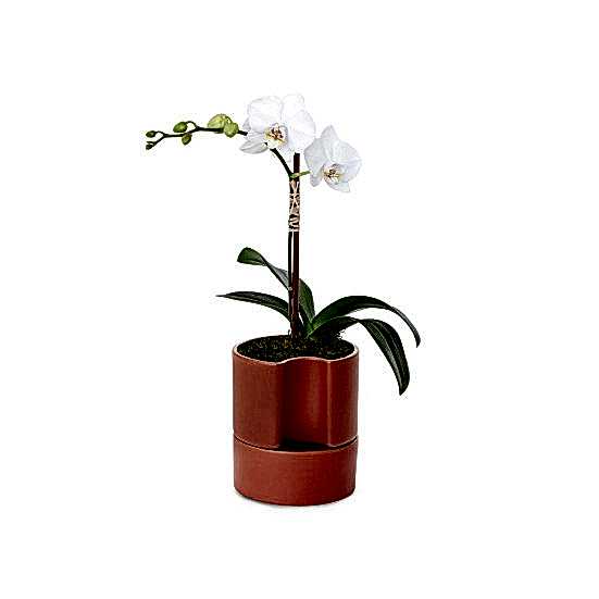 Mini White Phalaenopsis Orchid  Plants