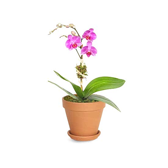 Mini Purple Phalaenopsis Orchid  Plants