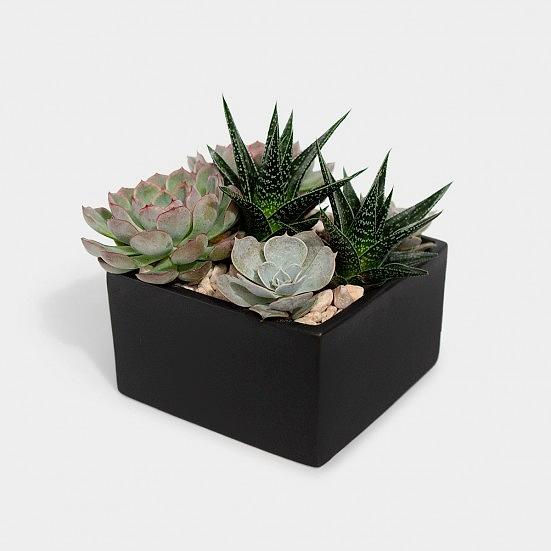 Desert Safari Cacti & Succulents