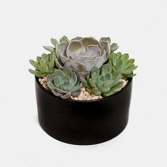 Succulent Dish Cacti & Succulents