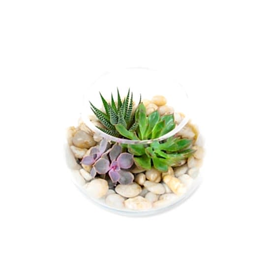 Succulent Bowl Cacti & Succulents